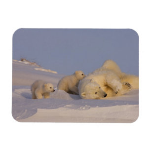 Ímã urso polar, Ursus maritimus, porca brincando