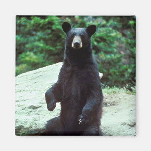Imã Urso preto