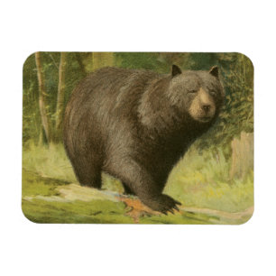 Ímã Urso Preto a Passar num Tronco de Árvore