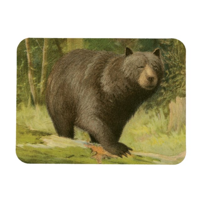 Ímã Urso Preto a Passar num Tronco de Árvore (Horizontal)