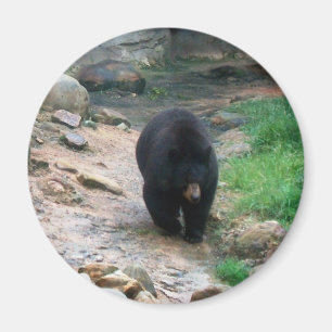 Imã Urso Preto Americano
