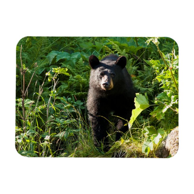 Ímã Urso Preto Curioso (Horizontal)