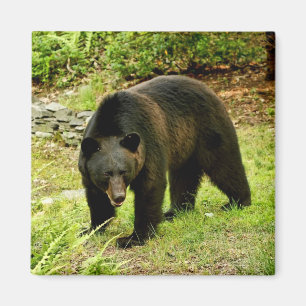 Imã Urso preto de Pensilvânia