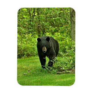 Ímã Urso preto do quintal