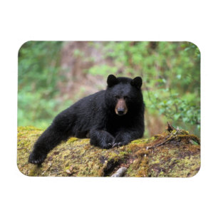 Ímã Urso preto em um tronco de crescimento antigo na