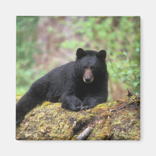 Imã Urso preto em um tronco de crescimento antigo na