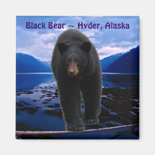 Imã URSO PRETO Hyder, ímã dos animais selvagens de