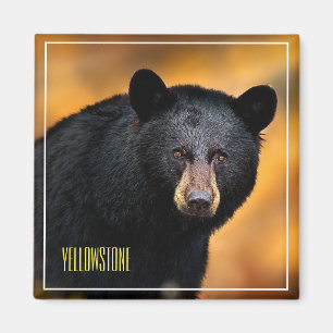 Imã Urso Preto Magnet Yellowstone