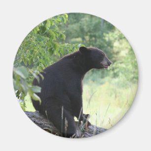 Imã urso preto que senta-se na árvore