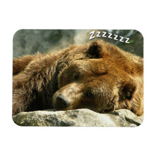 Ímã Urso ressonando