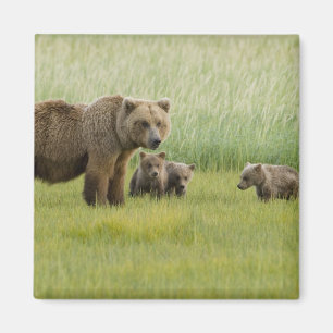 Imã Ursoa marrón de Alasca e três filhotes, Ursus