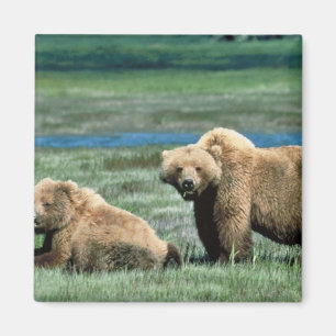 Imã Ursos de urso