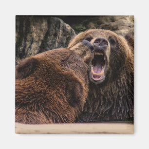 Imã Ursos de urso bonitos