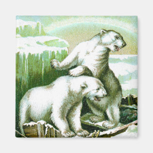 Imã Ursos polares e aurora boreal