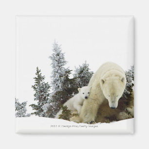 Imã Ursos polares no parque nacional de Wapusk