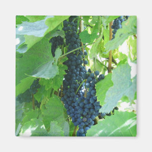 Imã Uvas