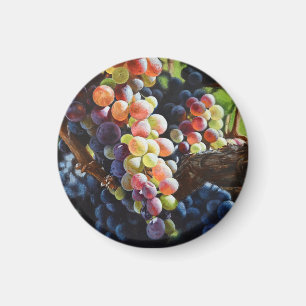 Imã Uvas de abundância para amantes e vinhas de vinho