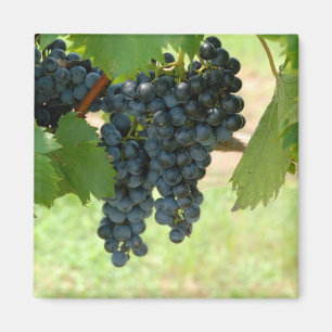 Imã uvas do vinhedo