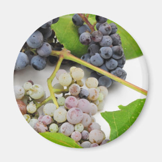 Imã Uvas E Folhas Selvagens