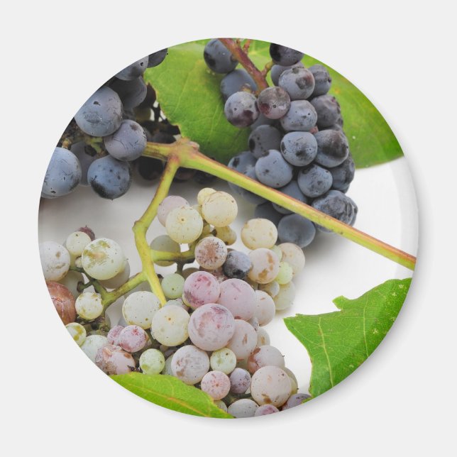 Imã Uvas E Folhas Selvagens (Frente)