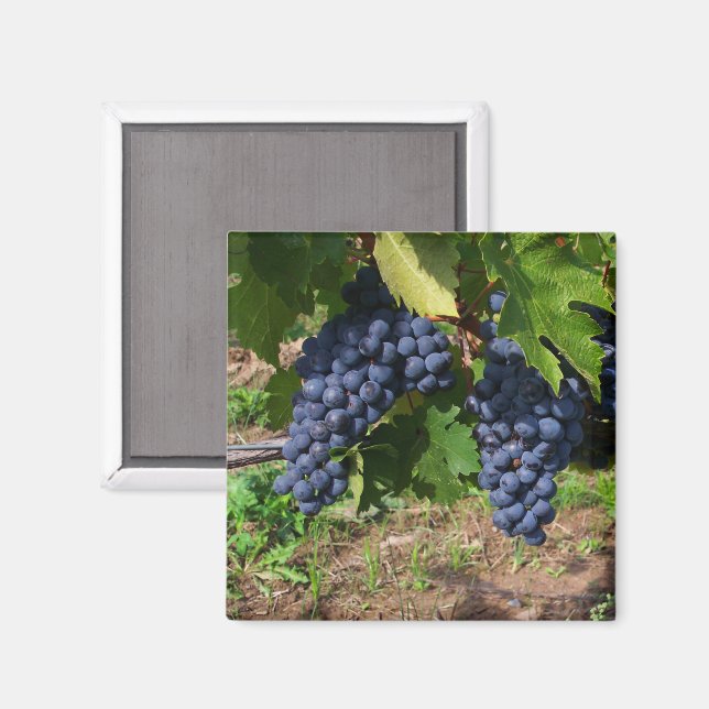 Imã Uvas em Magneta de Vinha (Front/Back)
