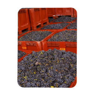 Ímã Uvas Gamay recém-chegadas da colheita na