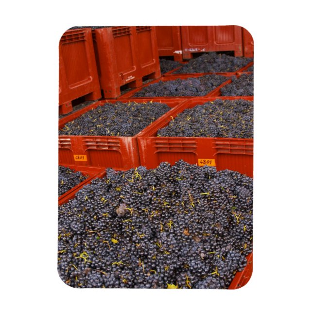Ímã Uvas Gamay recém-chegadas da colheita na (Vertical)