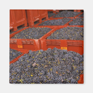 Imã Uvas Gamay recém-chegadas da colheita na