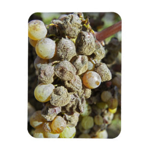 Ímã Uvas Semillon com podridão nobre. na época da colh