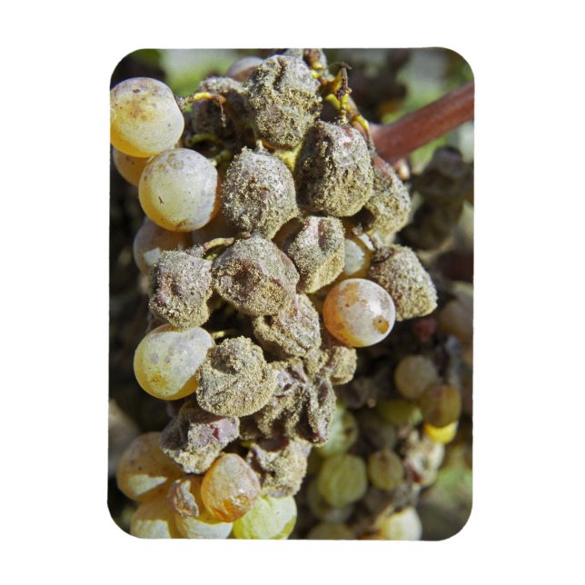 Ímã Uvas Semillon com podridão nobre. na época da colh (Vertical)