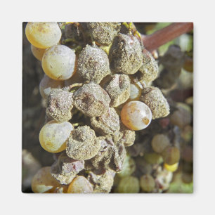 Imã Uvas Semillon com podridão nobre na época da colhe