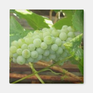Imã Uvas verdes de Califórnia