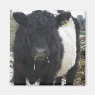 Imã Vaca cercada de Galloway que come o feno
