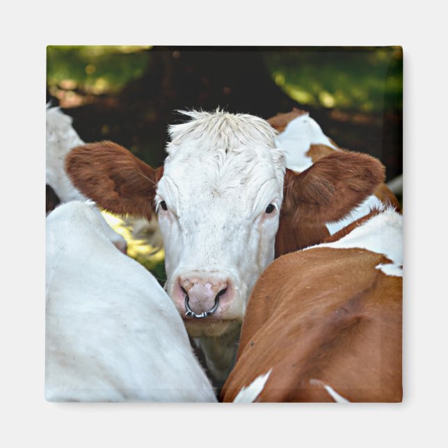 Imã Vaca com anel nas narinas cartão postal clássico r (Frente)