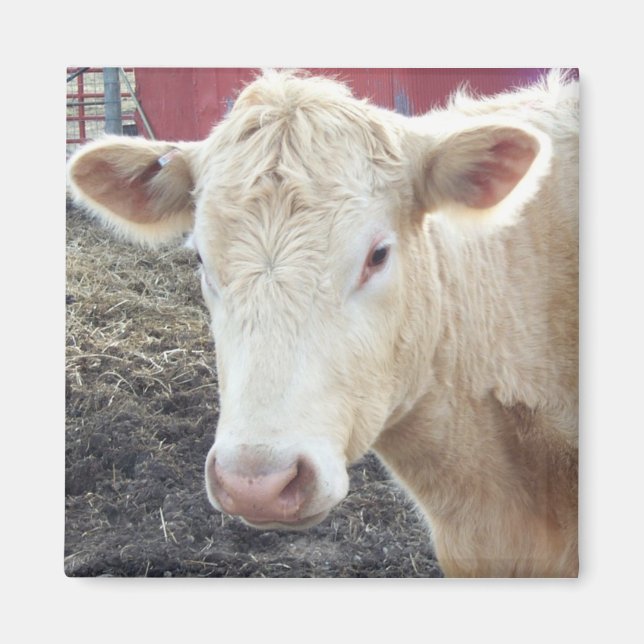 IMÃ VACA DE CAROLE (Frente)