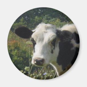 Imã Vaca de Holstein
