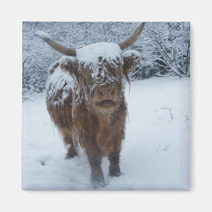 Imã Vaca Do Planalto No Manto De Neve