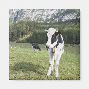 Imã Vaca em um prado, Fie Sciliar Allo, alto Adige,