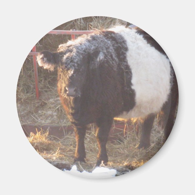 Imã Vaca Galloway Congelada Abaixo (Frente)