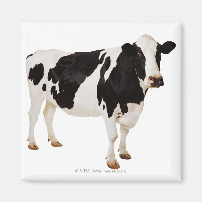 Imã Vaca Holstein | Bos taurus (Frente)