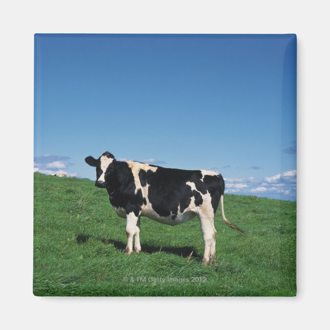 Imã vaca Holstein em campo, Bekkai-Machi, (Frente)