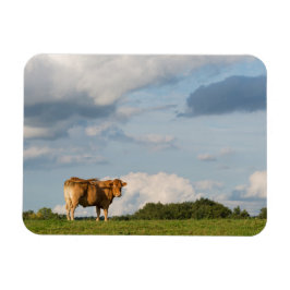 Ímã vaca loira d'Aquitaine na região de Dordogne, Fran