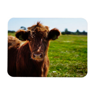 Ímã Vaca marrom jovem no campo de pastagem