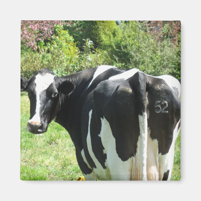 Imã Vaca Neerlandesa Número 52 Olhando atrás do Magnet (Frente)