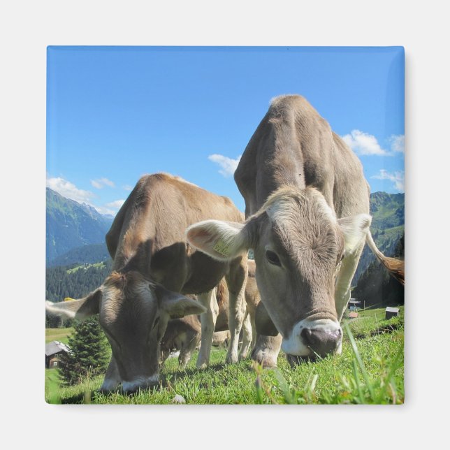 Imã Vacas (Frente)
