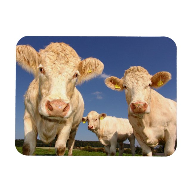 Ímã Vacas (Horizontal)