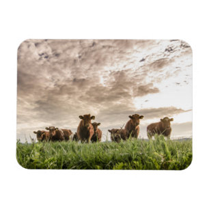 Ímã Vacas