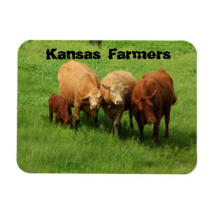 Ímã Vacas Agricultoras do Kansas