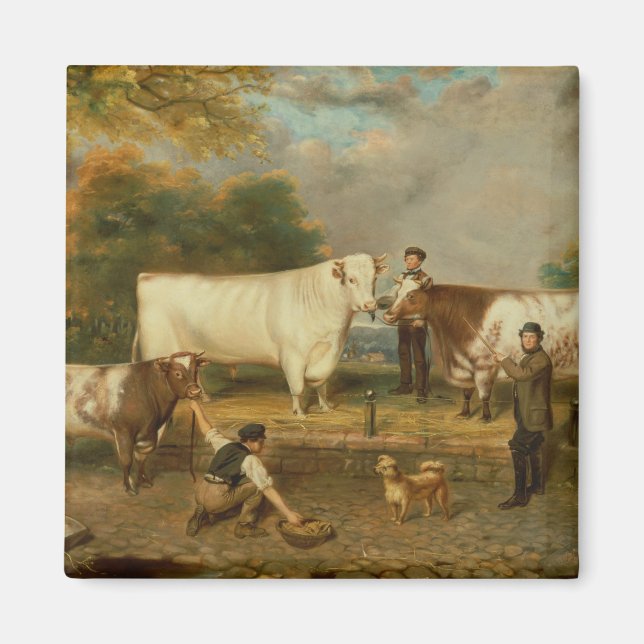 Imã Vacas com um pastor (Frente)