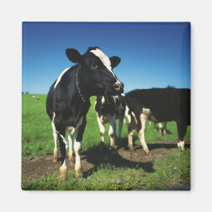Imã Vacas de Holstein em um campo